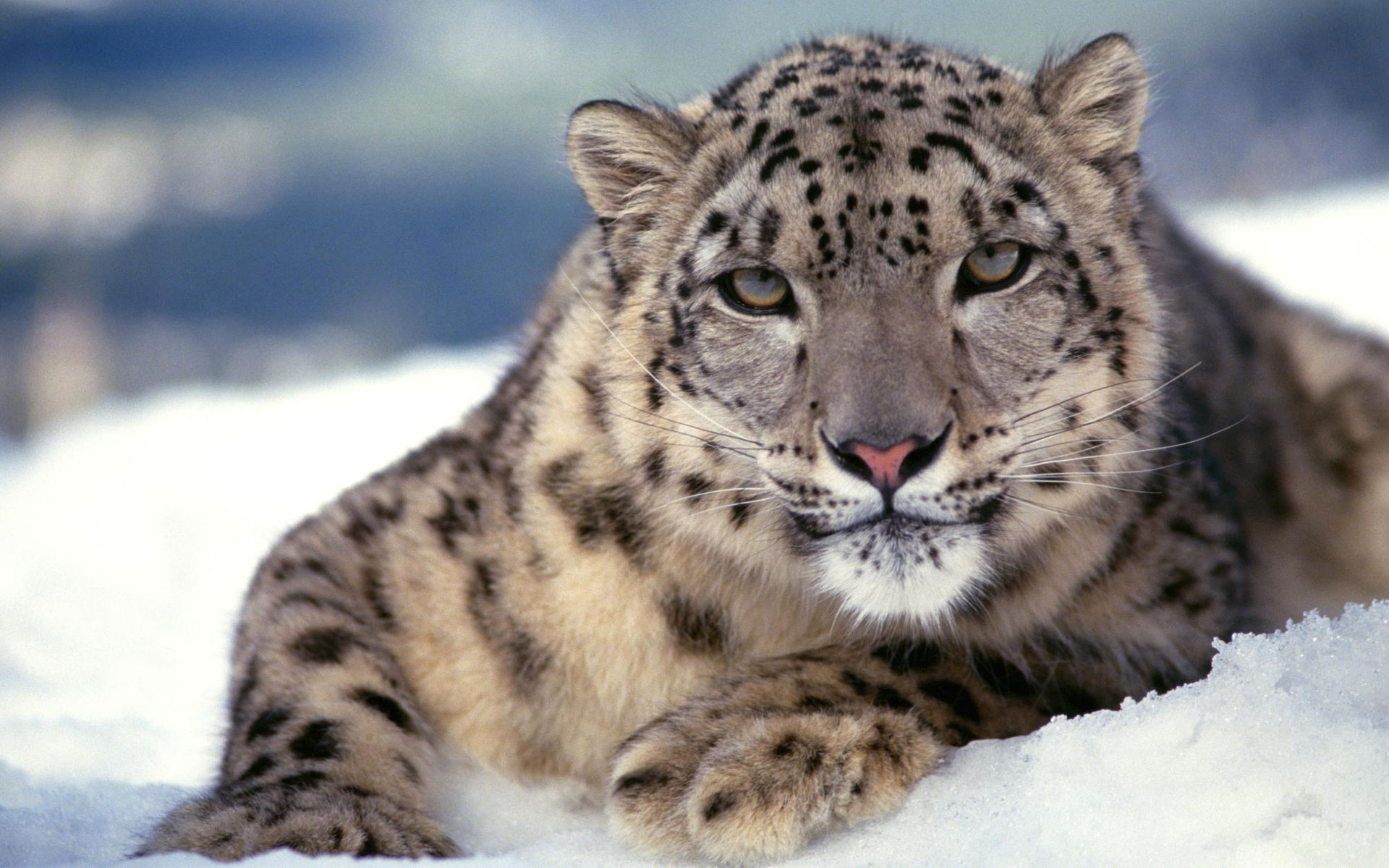 Scary Snow Leopard6414719969